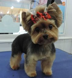 a small brown and black dog with a red bow on top of it's head