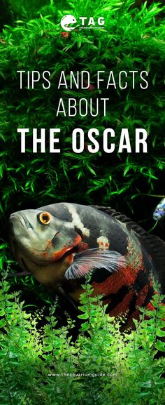 an aquarium with algae and plants in the background text reads tips and fact about the oscar