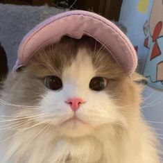 a white and brown cat with a pink hat on top of it's head