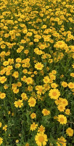 a field full of yellow flowers with green leaves