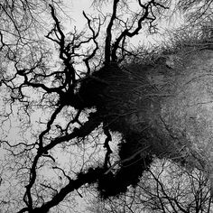 black and white photograph of trees with no leaves on the branches, looking up into the sky