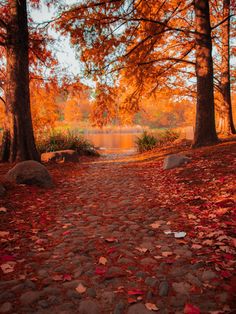 an autumn scene with leaves on the ground and water in the background