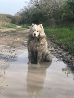 a white dog sitting in the middle of a muddy road