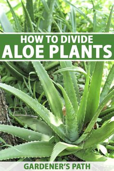 an aloe plant with text overlay how to divide aloe plants garden's path