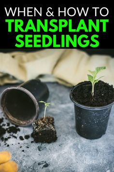 two small pots with plants in them and the words when & how to transplant seedlings