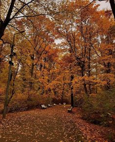 an empty park with lots of trees and leaves on the ground