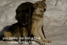 two dogs sitting next to each other in the snow with a quote written on it