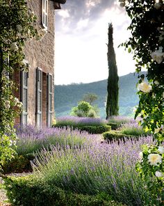 an outdoor garden with lavender flowers and greenery in the foreground, surrounded by stone buildings