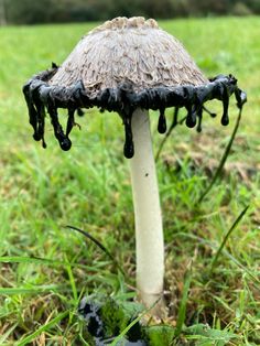 a mushroom that is sitting in the grass with black substance on it's head