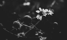 black and white photograph of wildflowers in the grass with one flower blooming