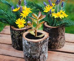 three small trees with flowers in them on a wooden table next to grass and bushes