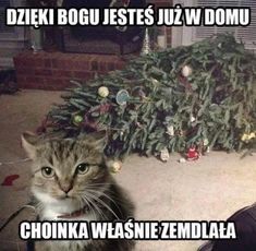 a cat sitting in front of a christmas tree with caption that reads, dzieki bog jestes juz w domu