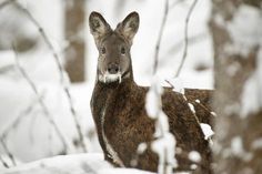 a deer is standing in the snow by some trees