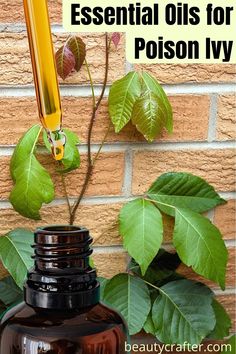 Best Essential oils for Poison Ivy Natural Remedies - Beauty Crafter Poison Ivy Essential Oils, Oils For Poison Ivy, Poison Ivy Relief, Poison Ivy Remedies, Essential Oil Remedy, Turmeric Soap, Oil Remedies, Yl Essential Oils, Essential Oil Blends Recipes