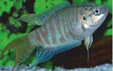 a fish that is swimming in an aquarium with algae on the bottom and green plants behind it