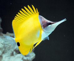 a yellow and white fish in an aquarium