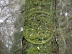 a moss covered tree with a face drawn on it