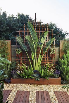 an outdoor garden with various plants and trees