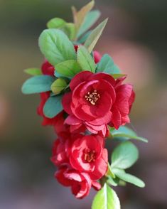 red flowers with green leaves on the stems