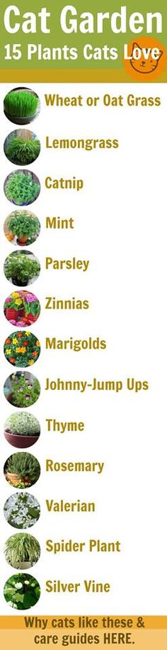 a poster with different types of plants and their names