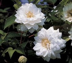 some white flowers are blooming in the bush together with green leaves and buds around them