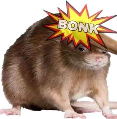 a rodent with a sticker on it's head that says bonk