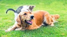 a cat is sitting on top of a dog's head in the grass outside