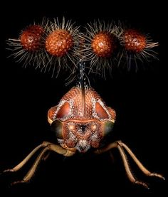 a close up of a bug on a black background with three balls in the air