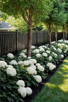 white hydrangeas line the side of a fenced in area with black mulch