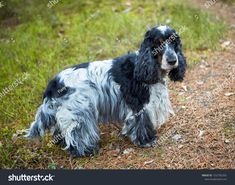 a black and white dog standing in the grass