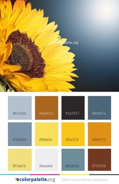 a sunflower with many colors in the background and text below it that says color palette org