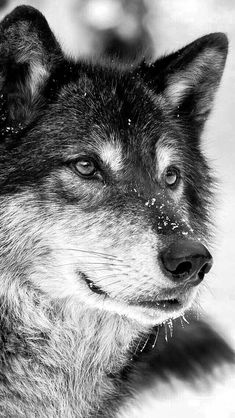 a black and white photo of a wolf with snow on its fur looking at the camera