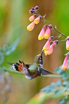 a hummingbird is flying near pink flowers