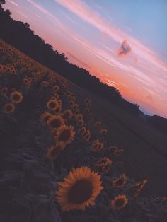 sunflowers in the field at sunset with pink and blue sky behind them,