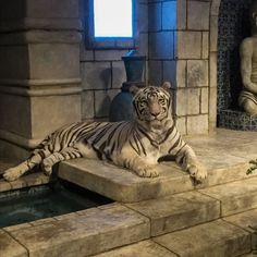 a white tiger laying on top of a stone platform