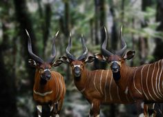 two antelope standing next to each other in front of some trees and bushes