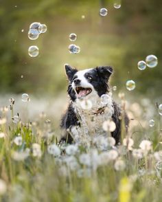 a black and white dog is sitting in the grass with soap bubbles floating around him