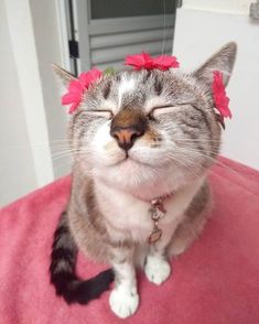 a cat that is laying down with its eyes closed and flowers in it's hair