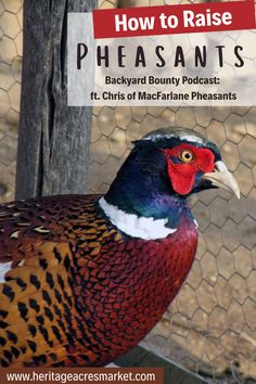 a pheasant is standing in front of a chicken wire fence with the title how to raise pheasants backyard bunny podcast ages