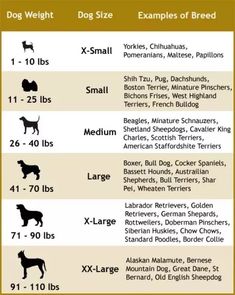 the dog size chart for each breed