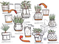 a bunch of potted plants are shown in various stages of growing and waterings