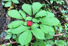 Growing Ginseng, Grow Youtube, Wild Foraging, Wild Food Foraging, Wild Herbs, Quail Hunting, Edible Wild Plants, Healing Plants