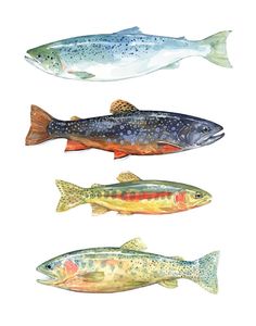 four different types of fish on a white background