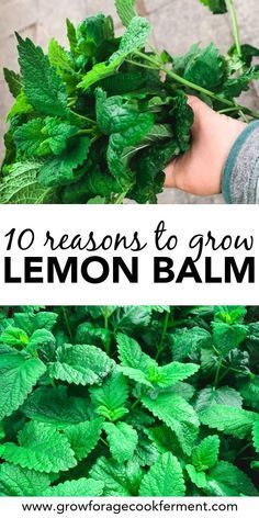 lemon balm with text overlay that reads 10 reasons to grow lemon balm