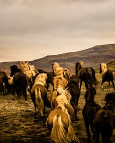 a herd of horses walking across a dirt field