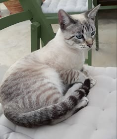 a grey and white cat sitting on top of a cushion next to a green chair