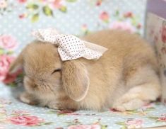 a small rabbit with a bow on its head