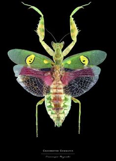 a colorful insect with yellow eyes on it's head and legs, sitting in the dark