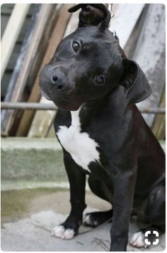 a black and white dog sitting on the ground