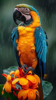 a blue and yellow parrot sitting on top of a flower in the rain with drops of water